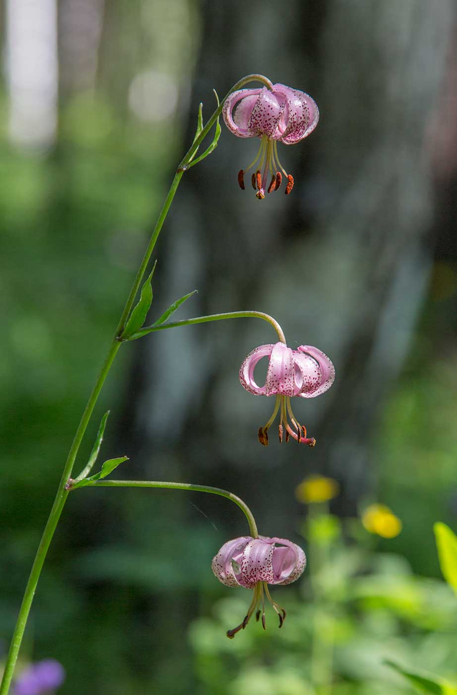 Изображение особи Lilium pilosiusculum.