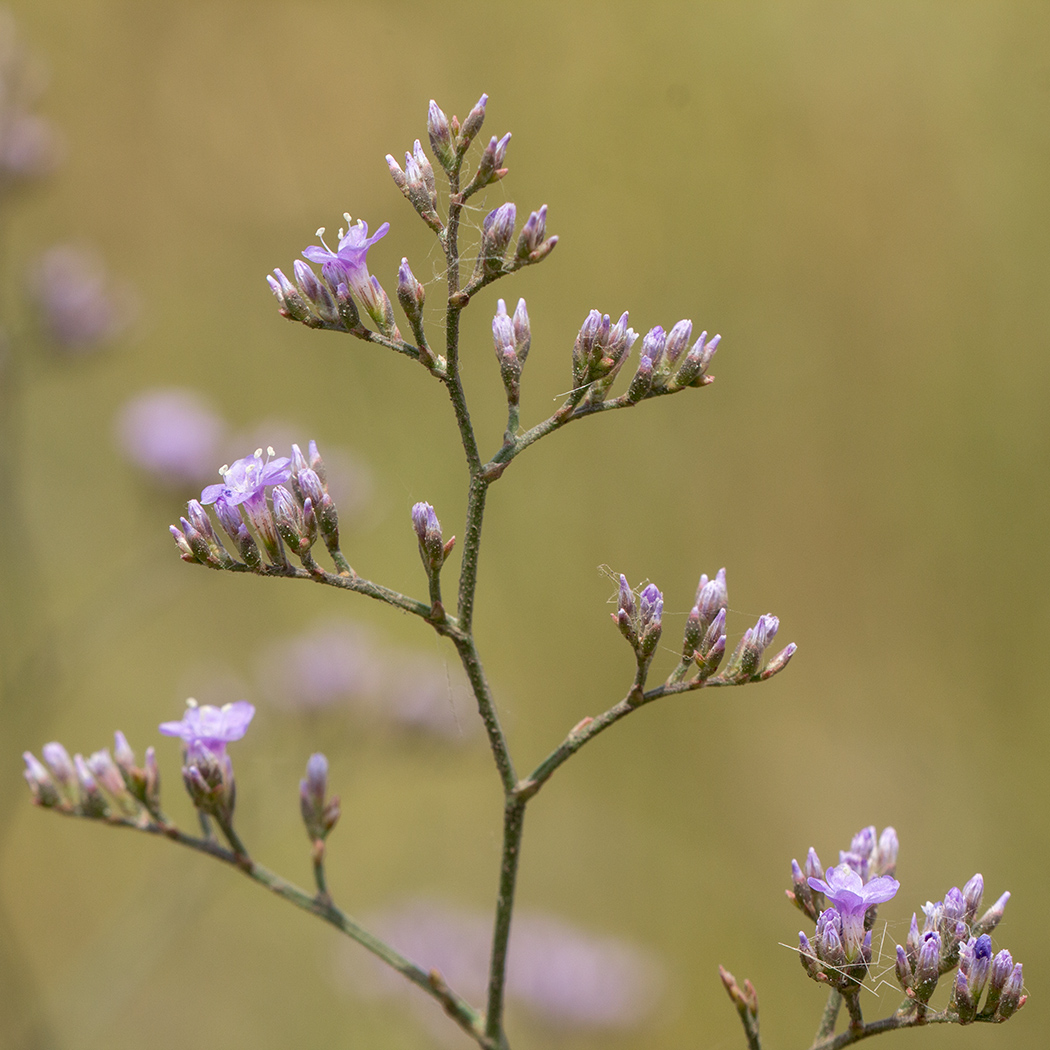 Image of genus Limonium specimen.