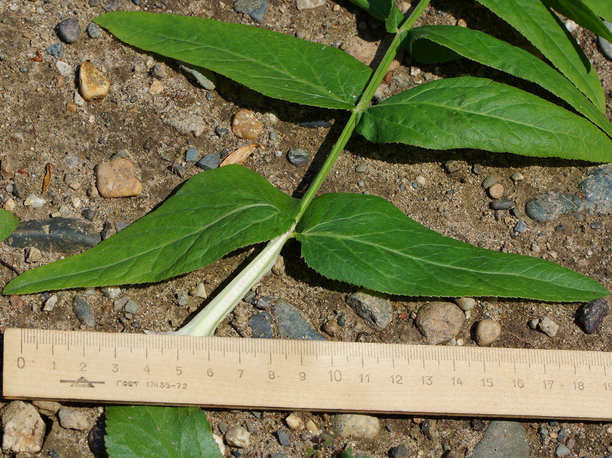 Image of Sium latifolium specimen.