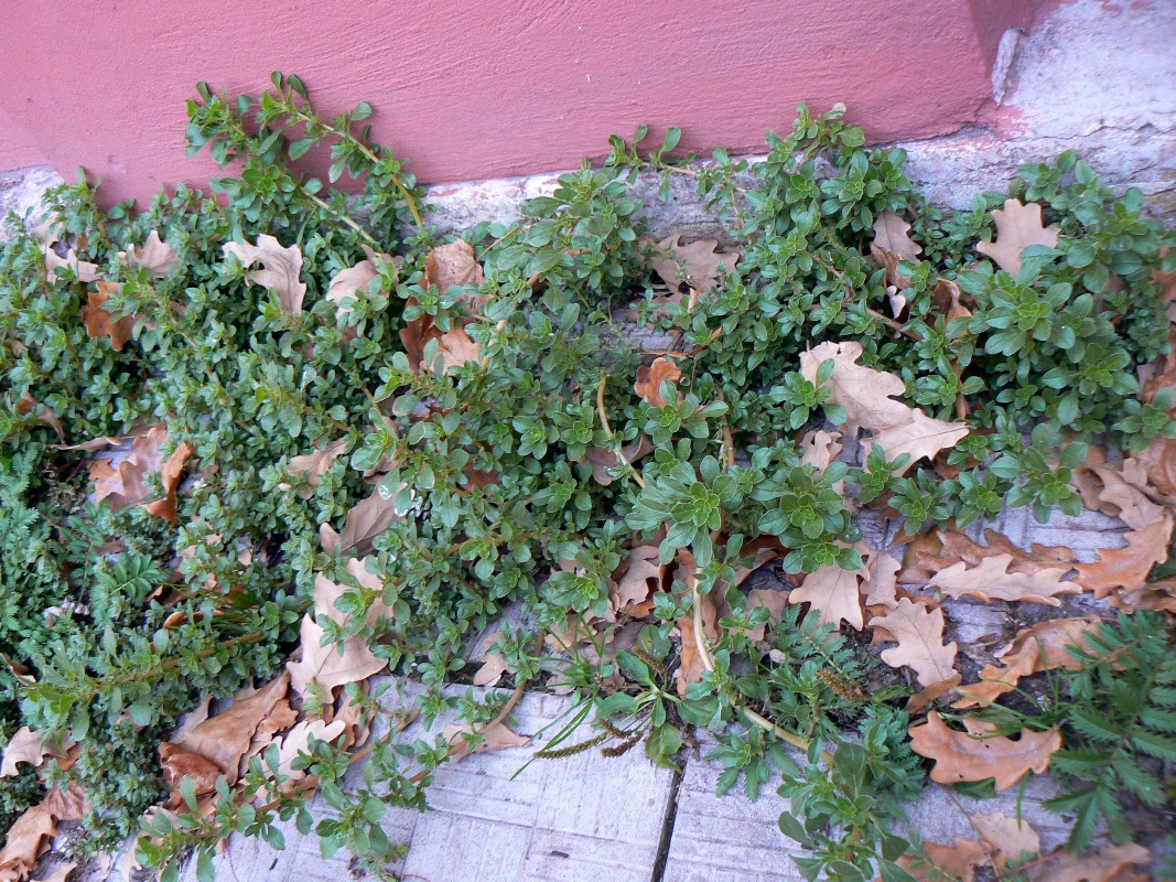 Image of Amaranthus blitoides specimen.