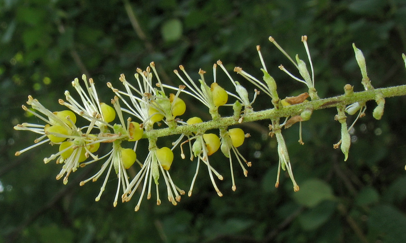 Image of Cimicifuga europaea specimen.