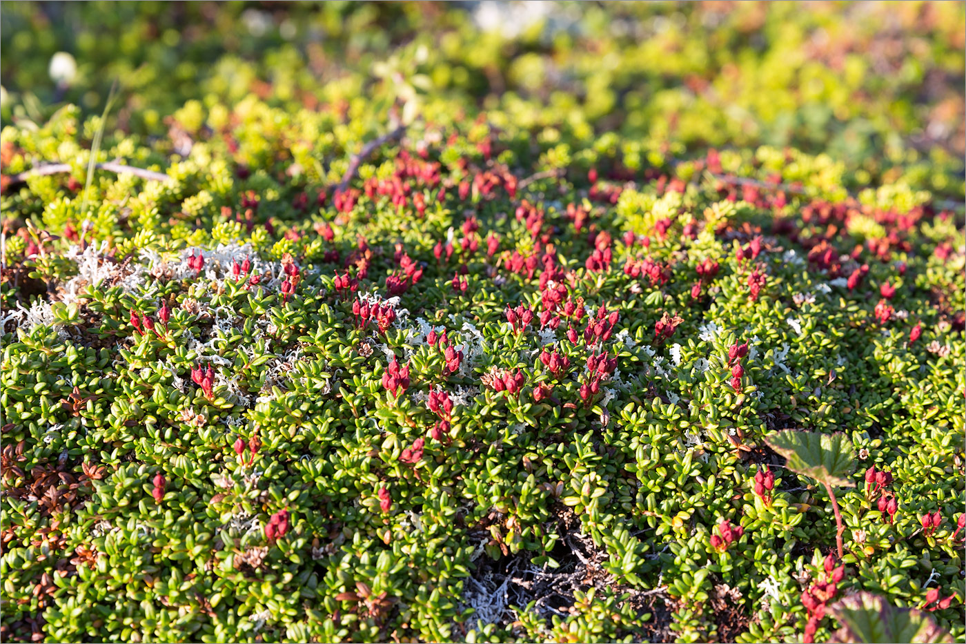 Изображение особи Loiseleuria procumbens.