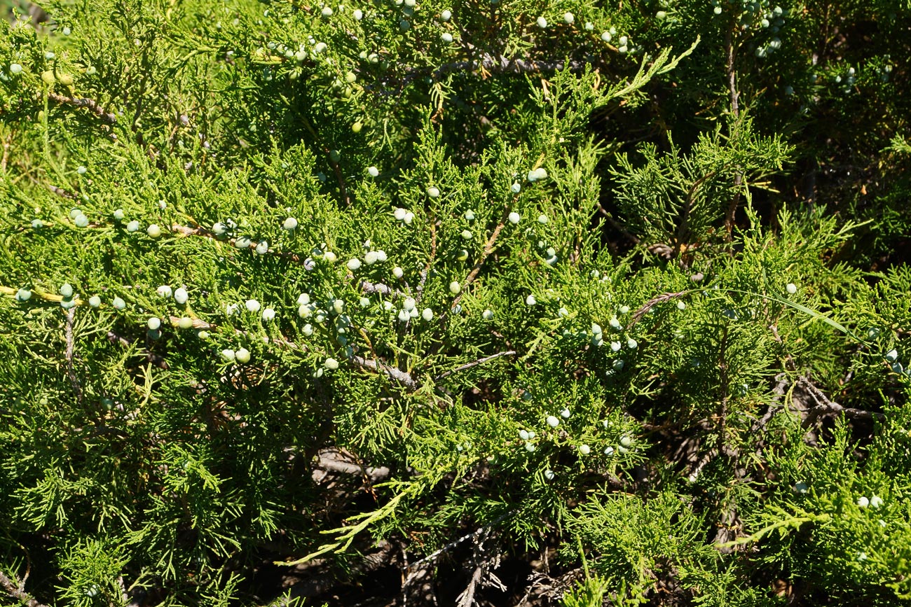 Изображение особи Juniperus sabina.