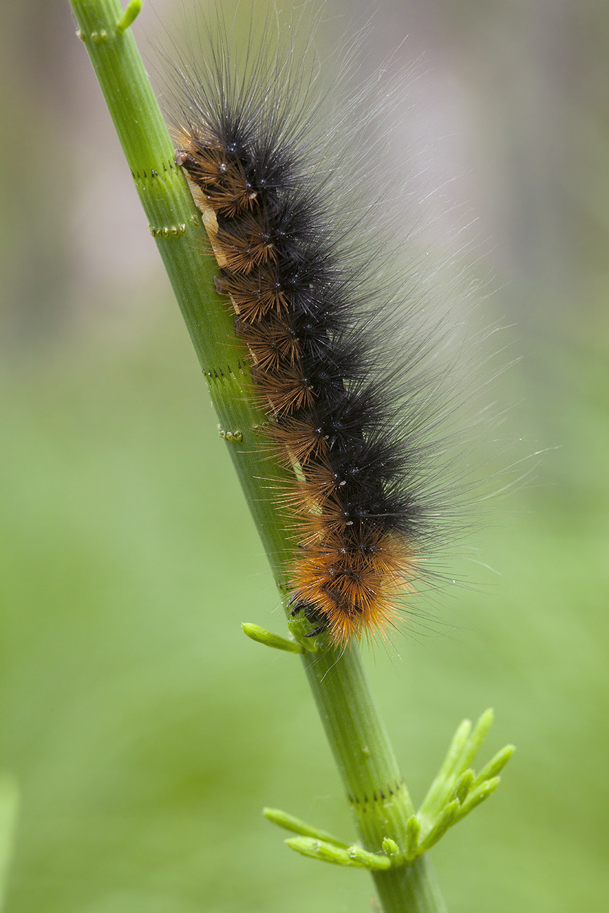 Изображение особи Equisetum fluviatile.