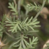 Anthemis tinctoria