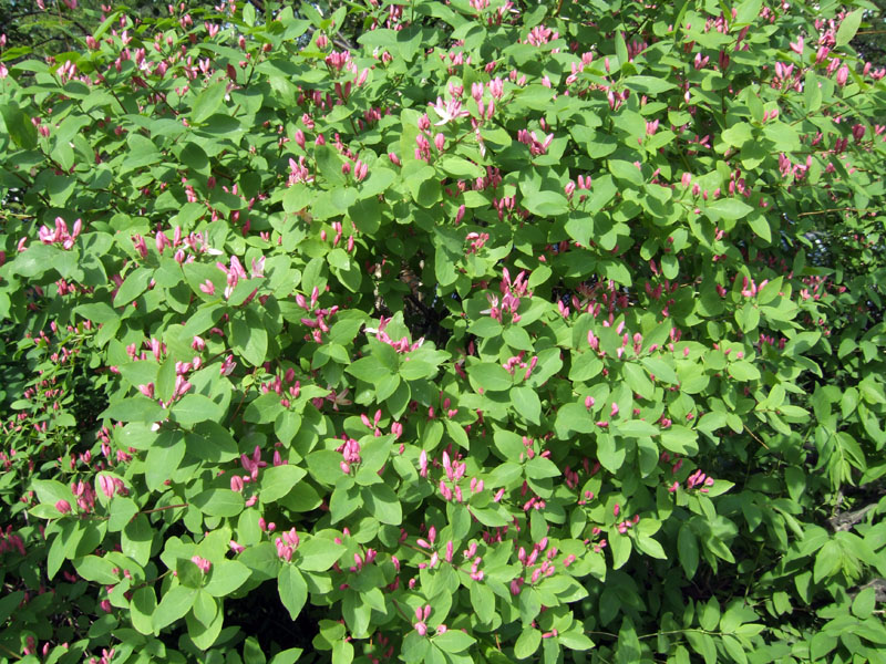 Image of Lonicera tatarica specimen.