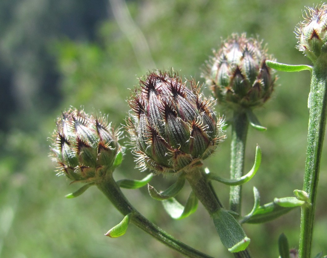 Изображение особи Centaurea ossethica.