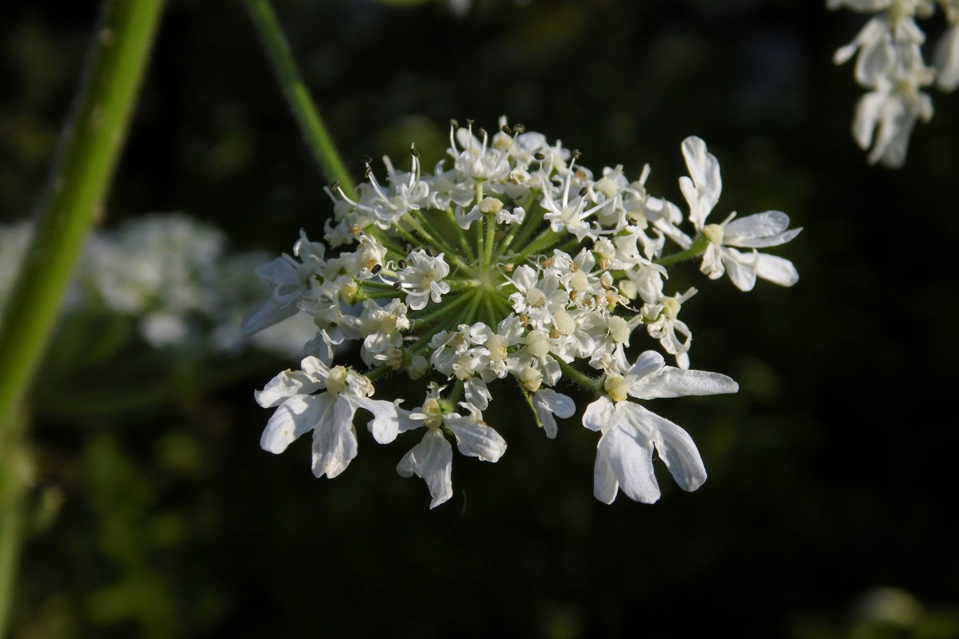 Image of Heracleum sosnowskyi specimen.