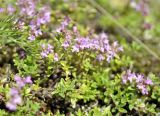 genus Thymus. Цветущие растения. Алтайский край, Краснощековский р-н, с.Тигирек. 12 июля 2010 г.