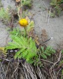 Смотреть изображение Tanacetum bipinnatum