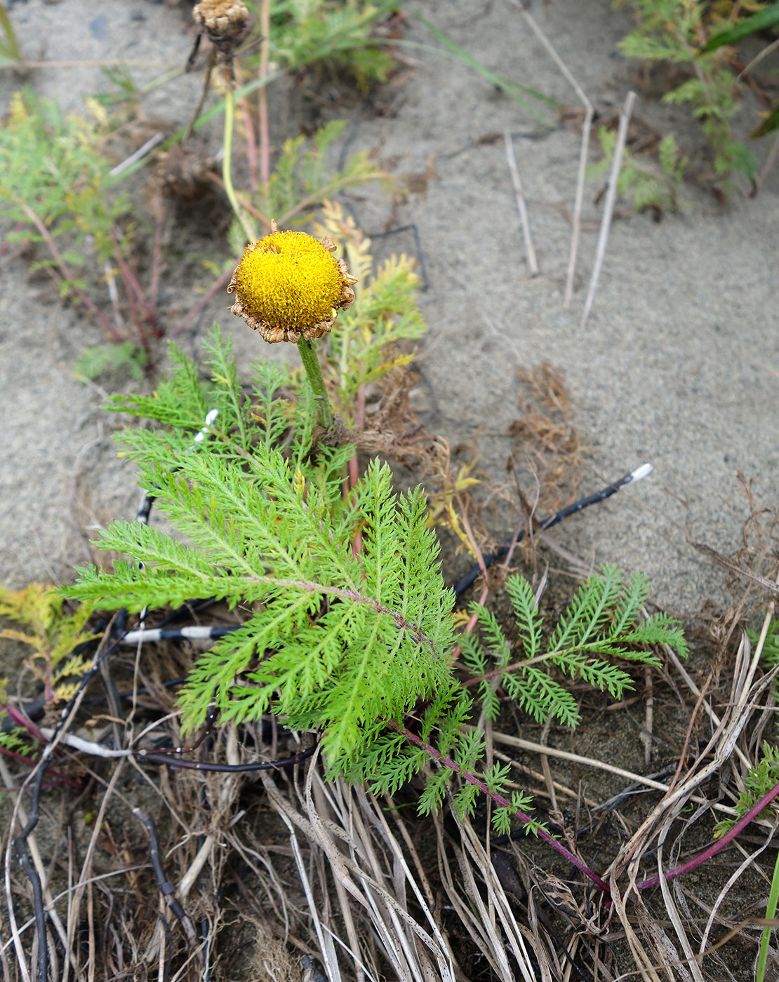 Изображение особи Tanacetum bipinnatum.