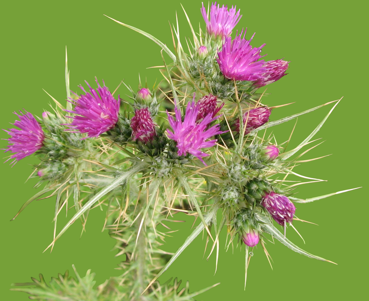 Image of Carduus cephalanthus specimen.