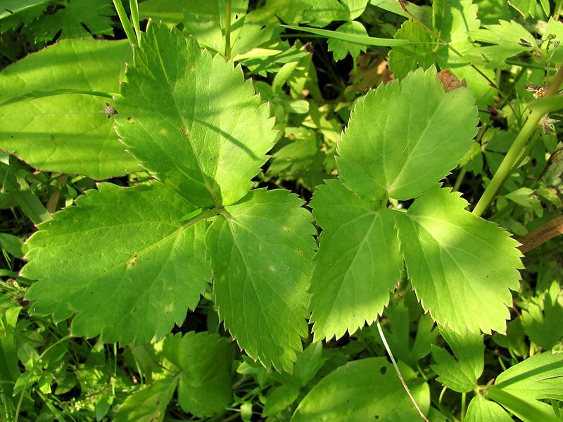 Image of Archangelica officinalis specimen.