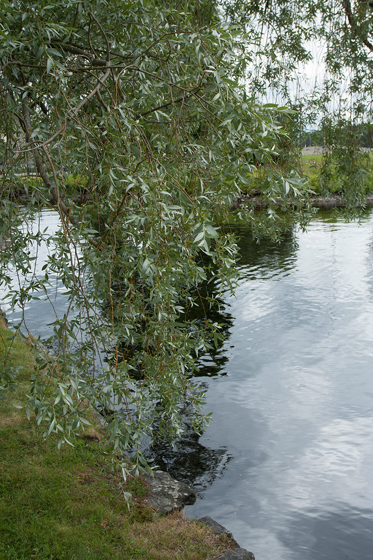 Изображение особи Salix alba.