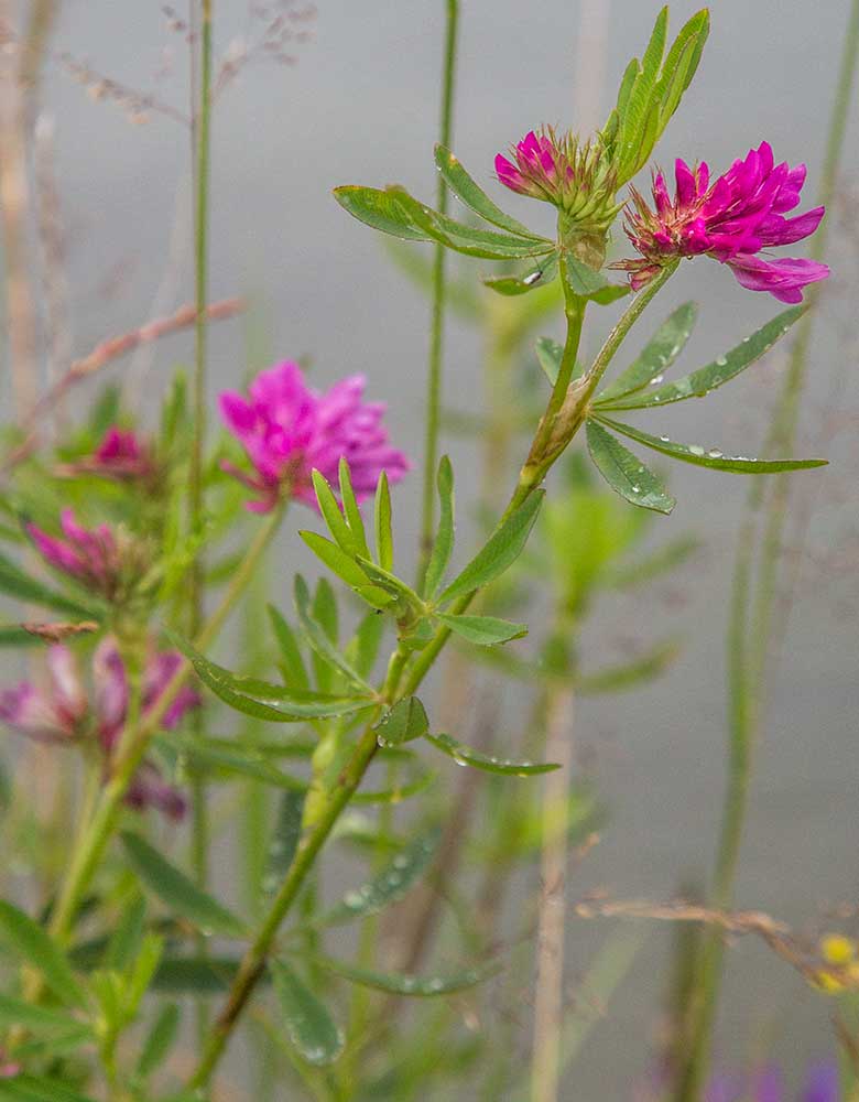 Image of Trifolium lupinaster specimen.