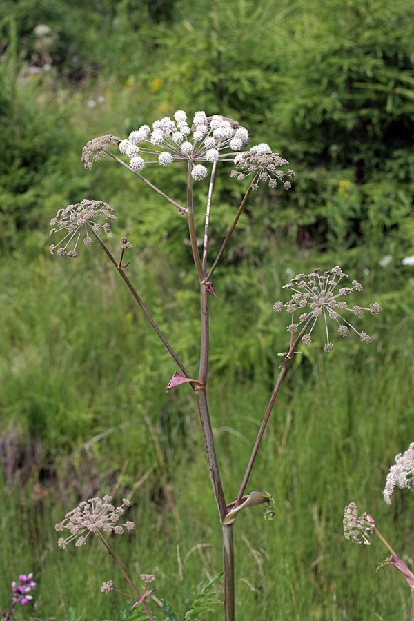 Изображение особи Angelica sylvestris.