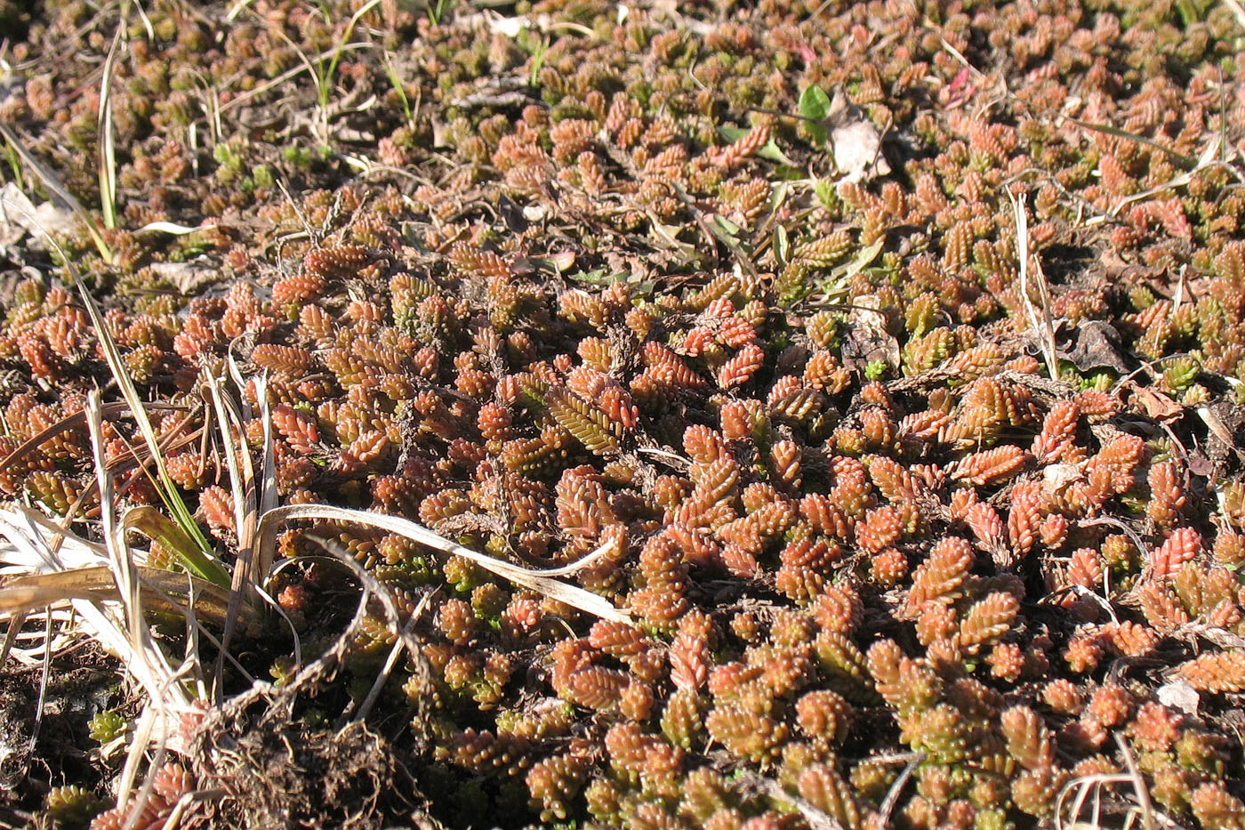 Изображение особи Sedum sexangulare.