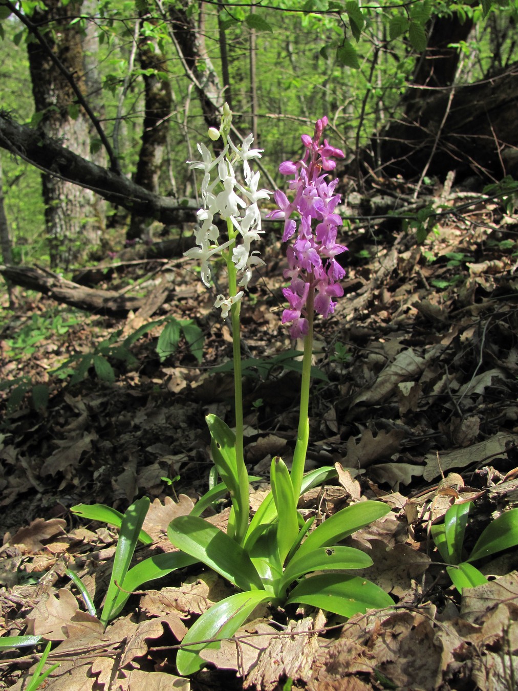 Image of Orchis mascula specimen.