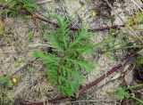 Potentilla chinensis