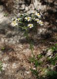 Pyrethrum corymbosum