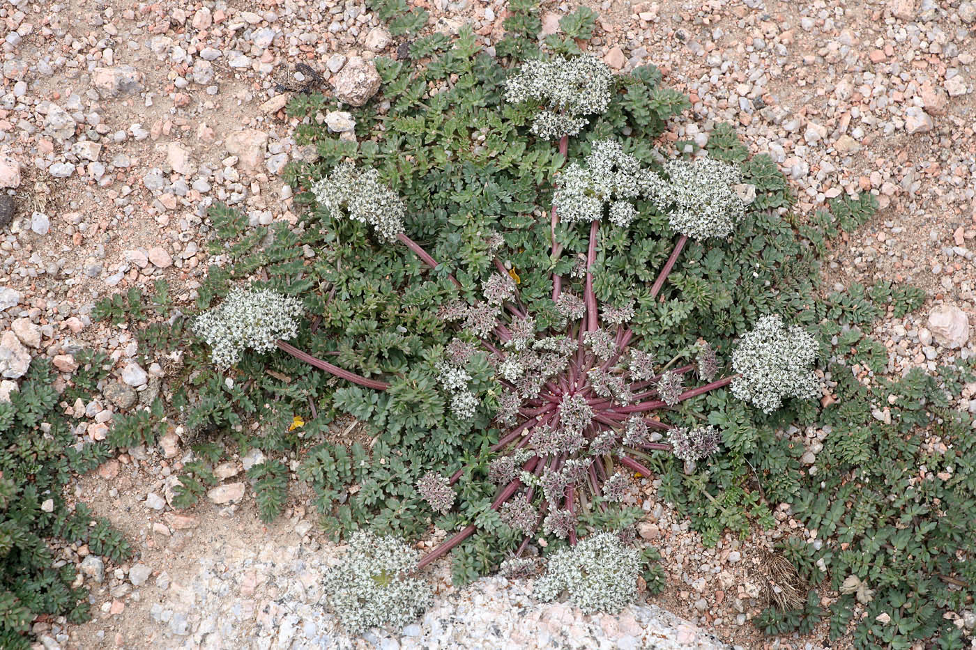 Image of Dimorphosciadium gayoides specimen.