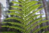 Athyrium filix-femina