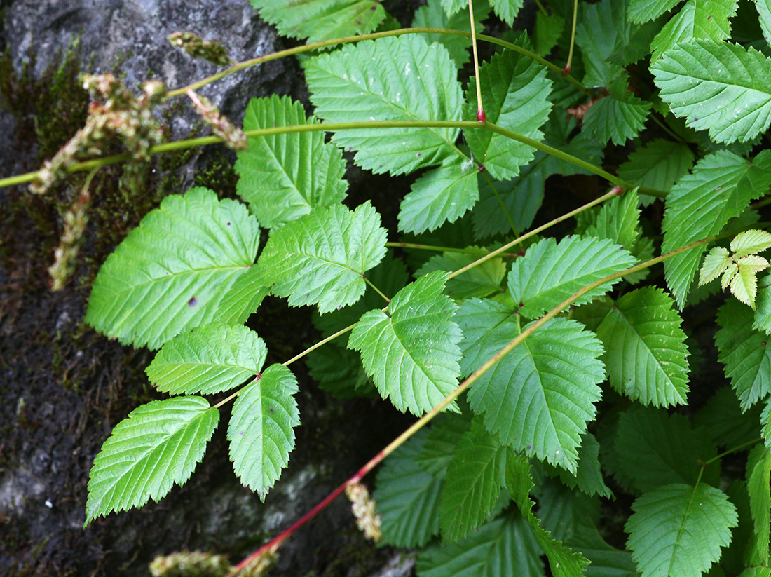 Image of Aruncus parvulus specimen.