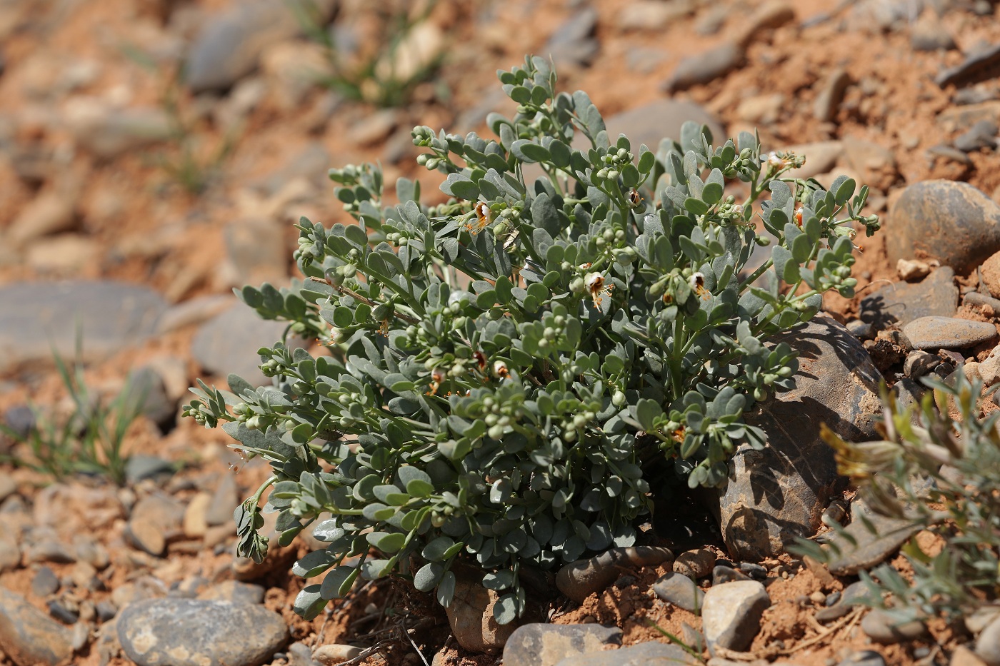 Изображение особи Zygophyllum iliense.