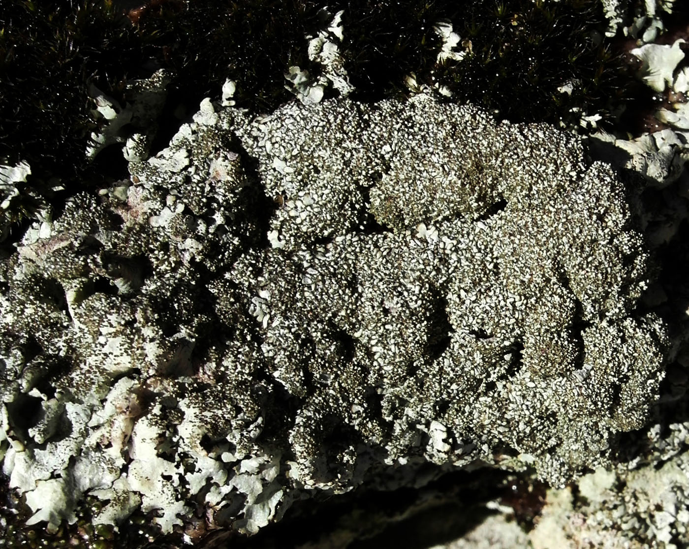 Image of Xanthoparmelia conspersa f. heteroclyta specimen.