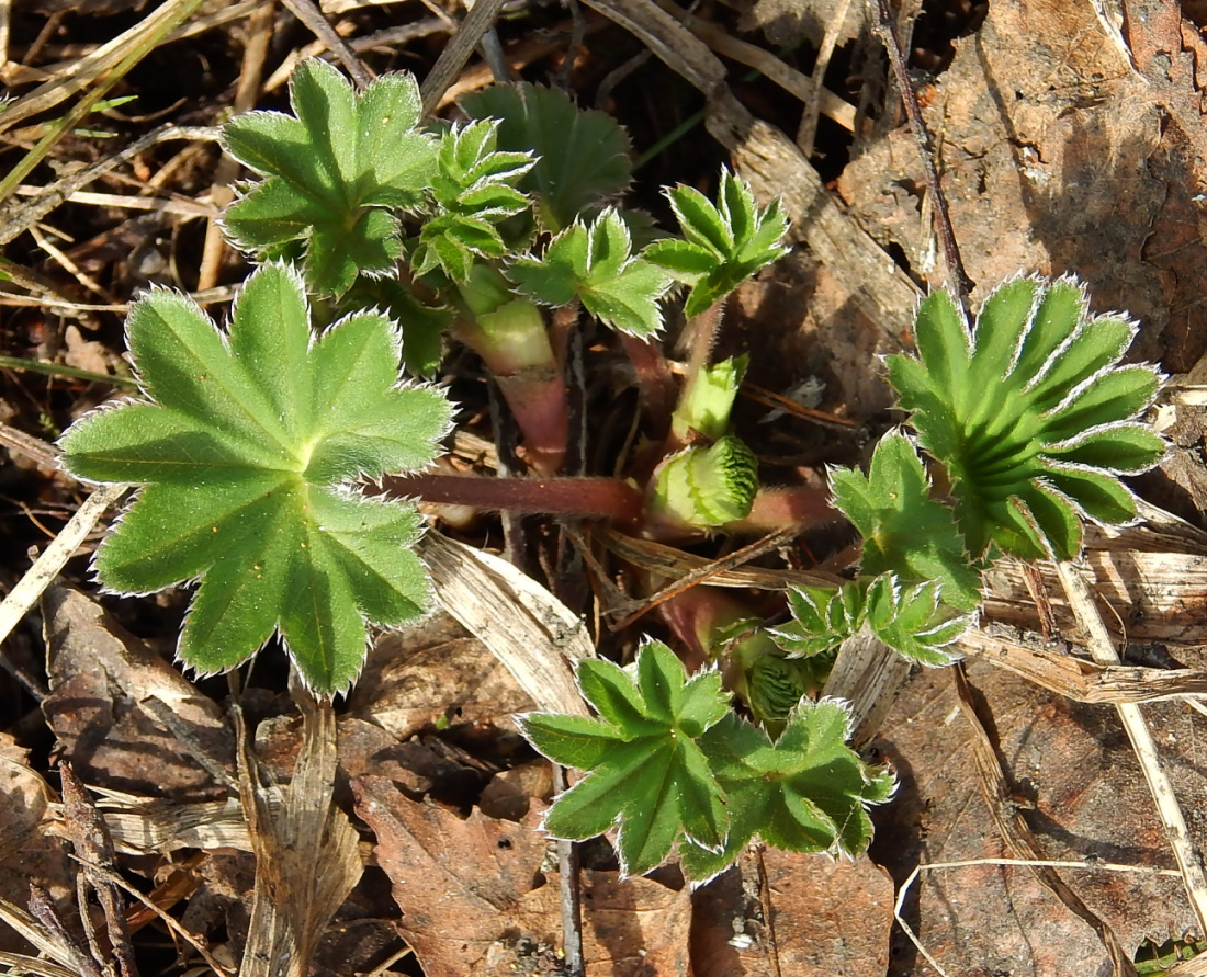 Изображение особи род Alchemilla.