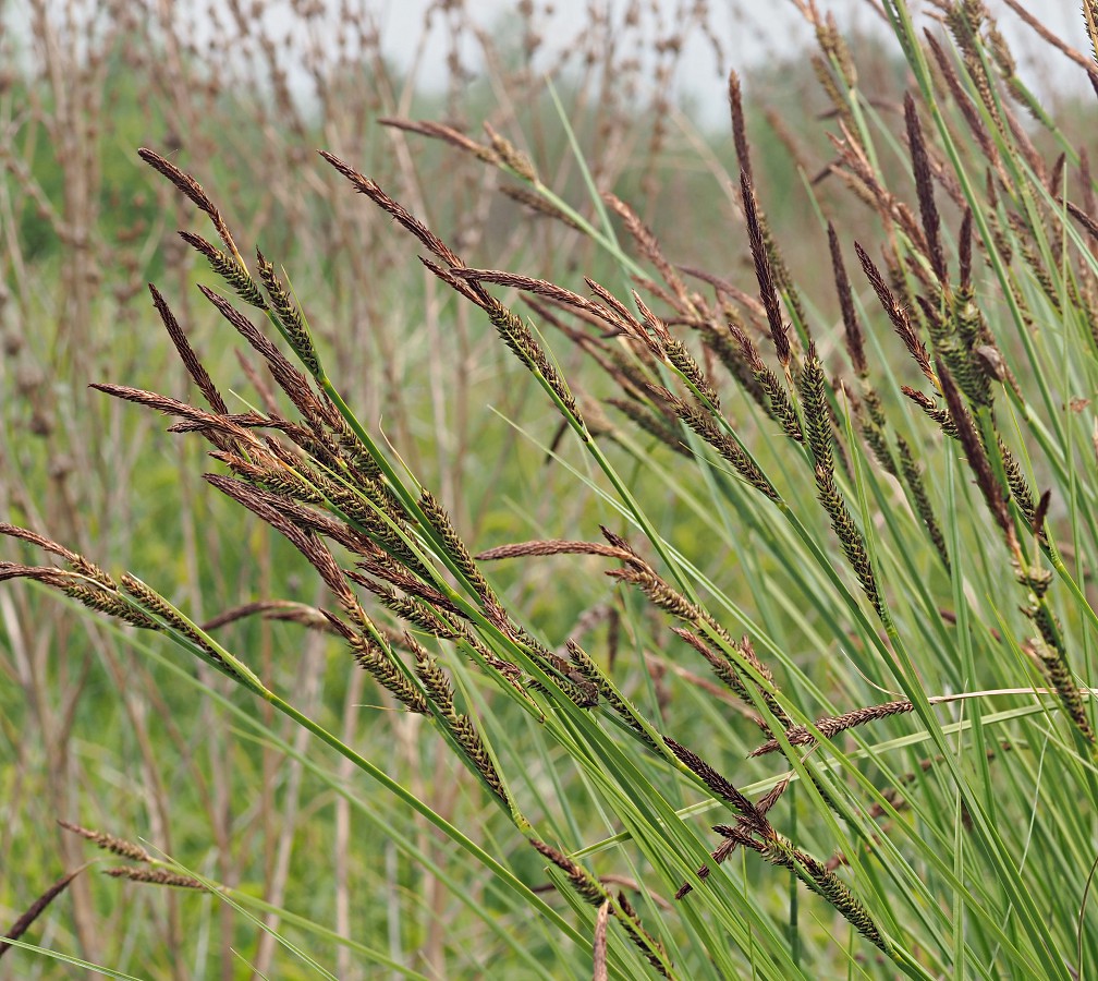 Image of Carex elata specimen.