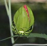 Hibiscus coccineus. Раскрывающийся цветок. Израиль, Иудейские горы, г. Иерусалим, ботанический сад университета, берег искусственного водоёма. 15.08.2017.