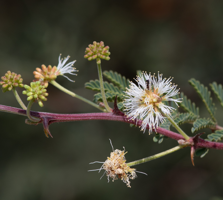 Image of Mimosa aculeaticarpa specimen.