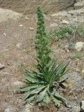 Echium biebersteinii