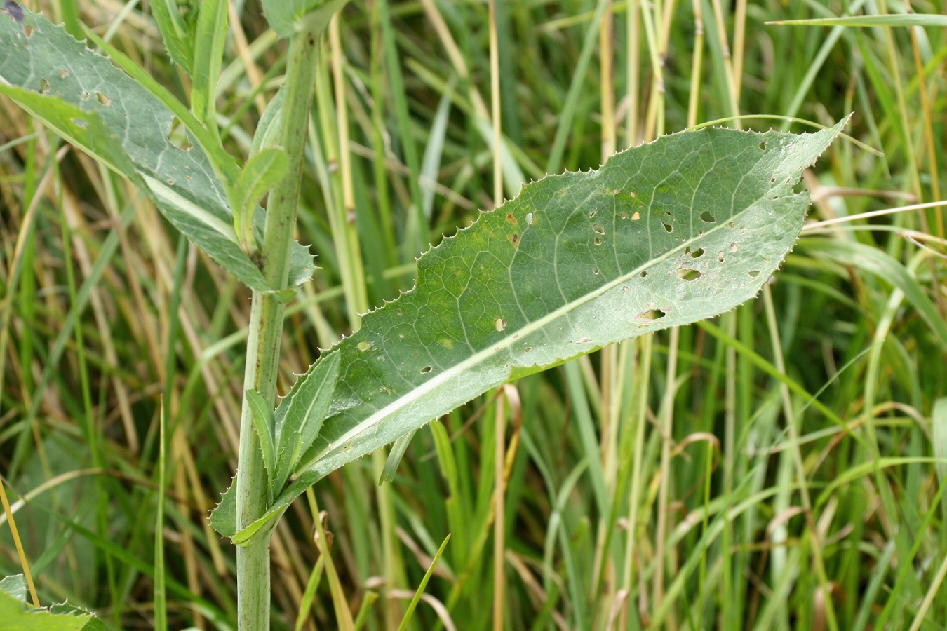 Image of Sonchus arvensis ssp. uliginosus specimen.