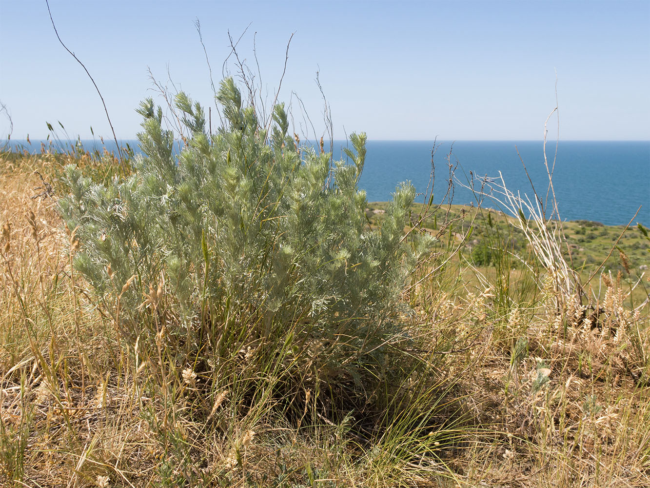 Изображение особи Artemisia taurica.