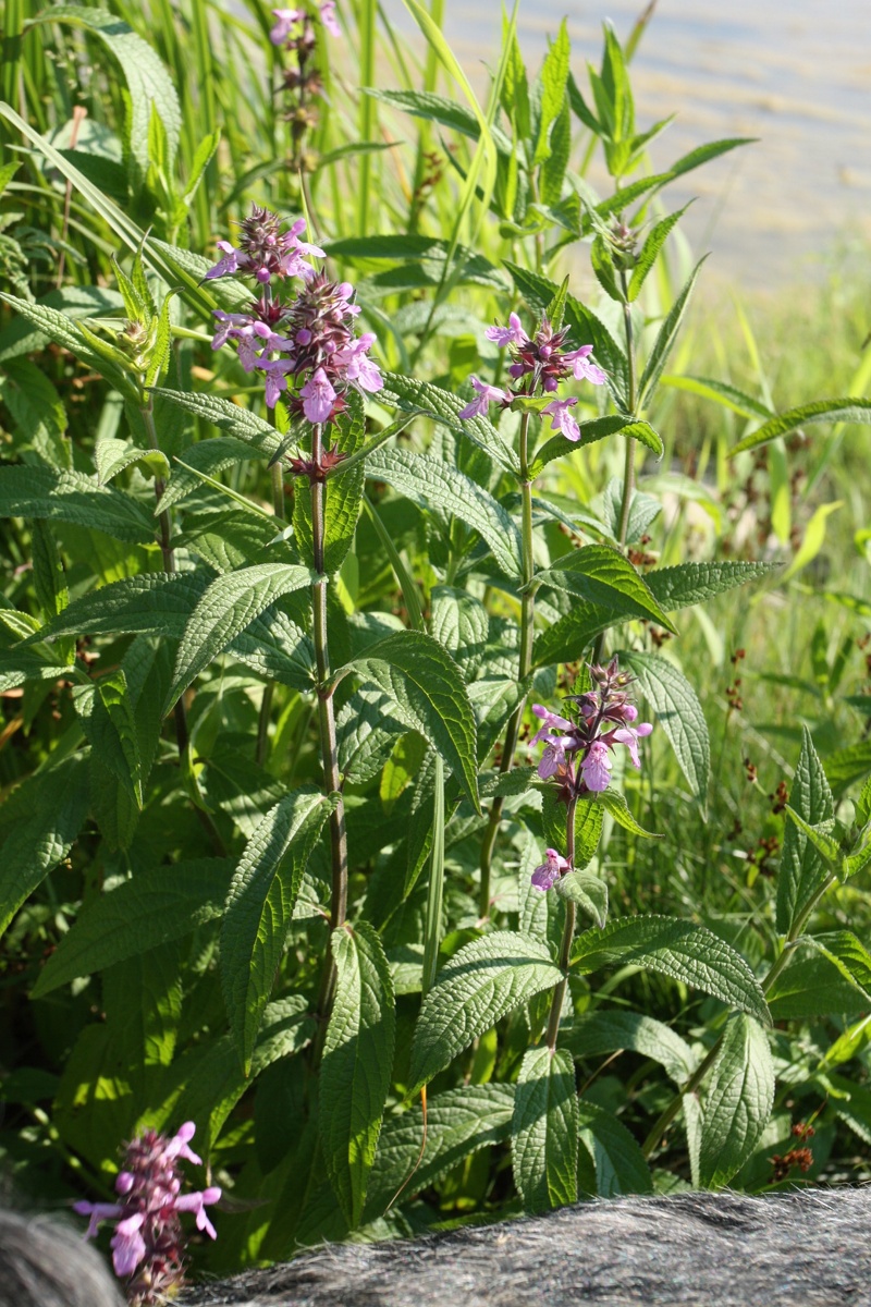 Image of Stachys palustris specimen.