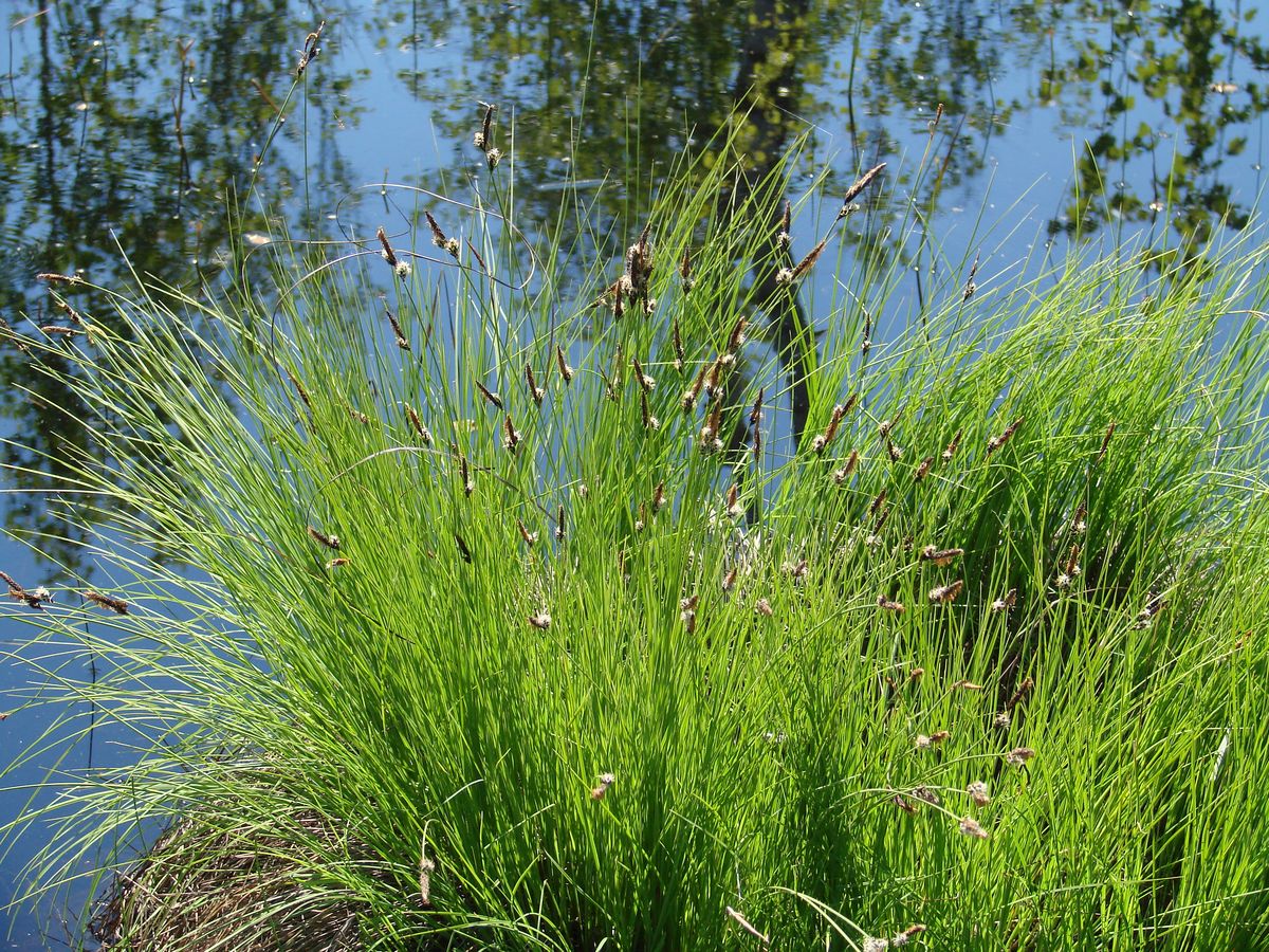 Image of genus Carex specimen.