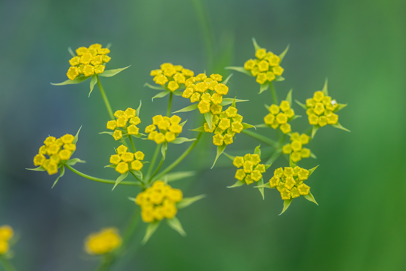 Image of Bupleurum polyphyllum specimen.