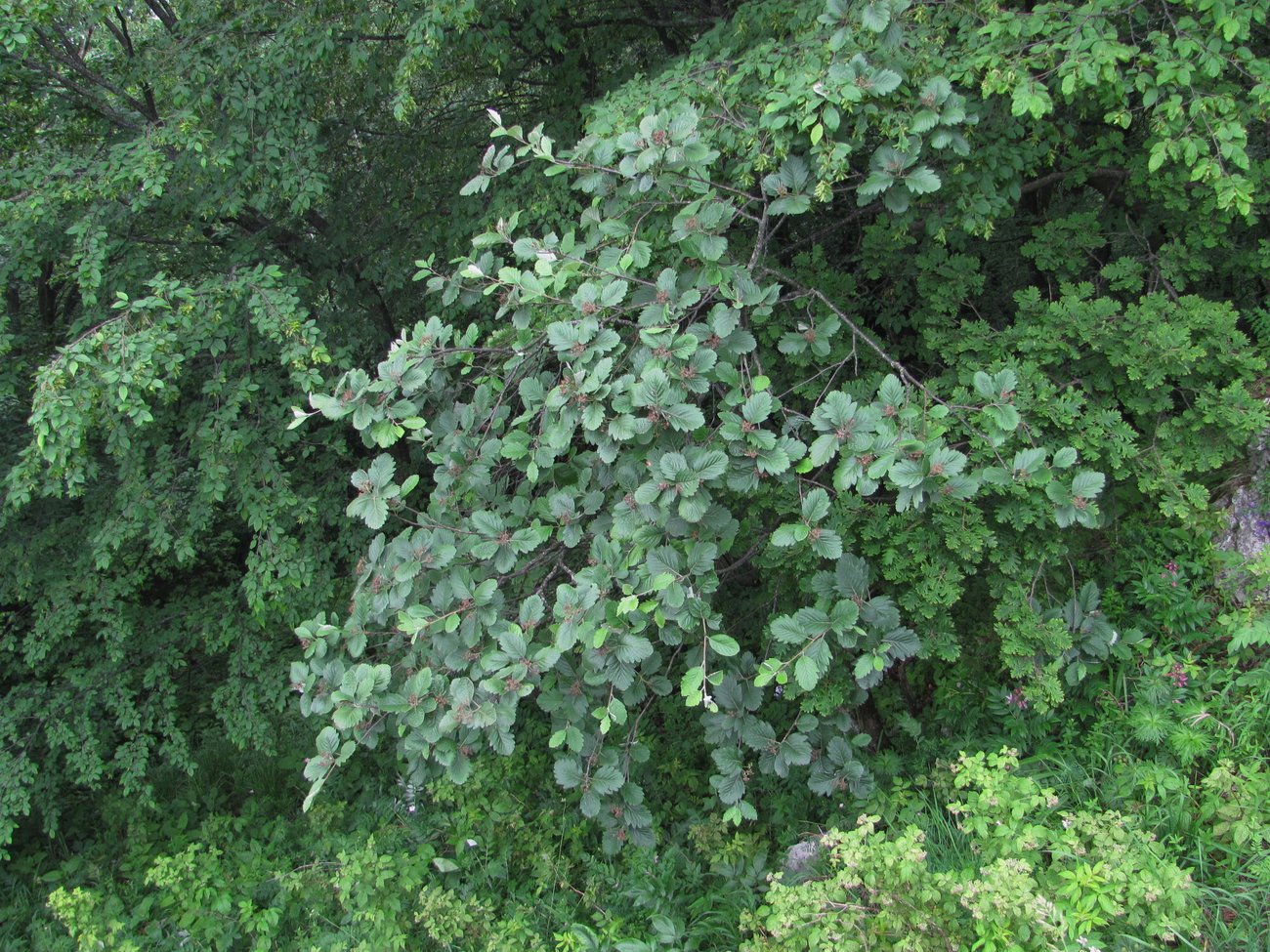 Изображение особи Sorbus caucasica.