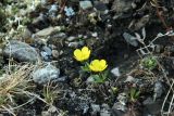 genus Ranunculus