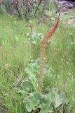 genus Gunnera. Цветущее растение. ЮАР, Драконовы горы, Royal Natal National Park, Tugela Gorge, 1700-2100 м н.у.м. 02.01.2008.