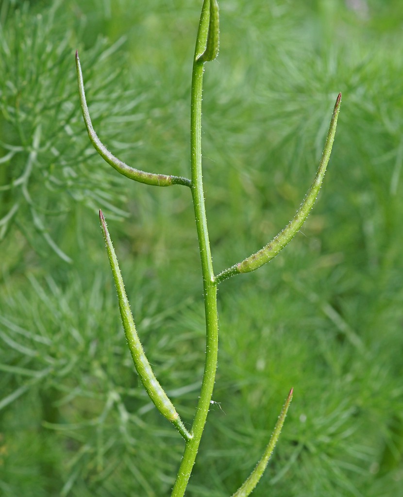 Изображение особи Chorispora tenella.