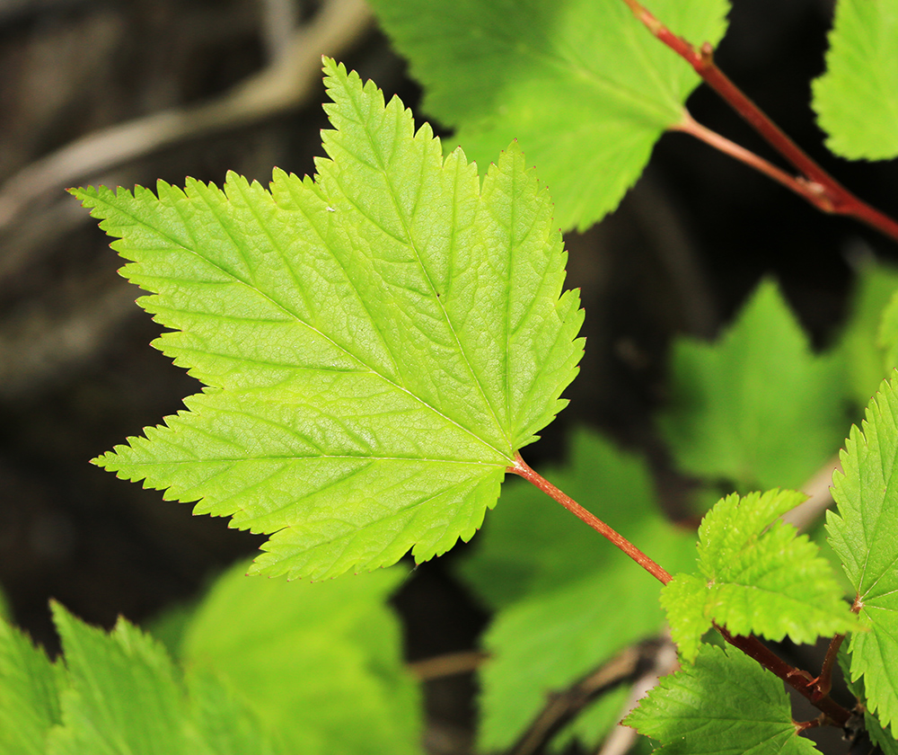 Изображение особи Physocarpus ribesifolia.