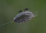 род Alopecurus