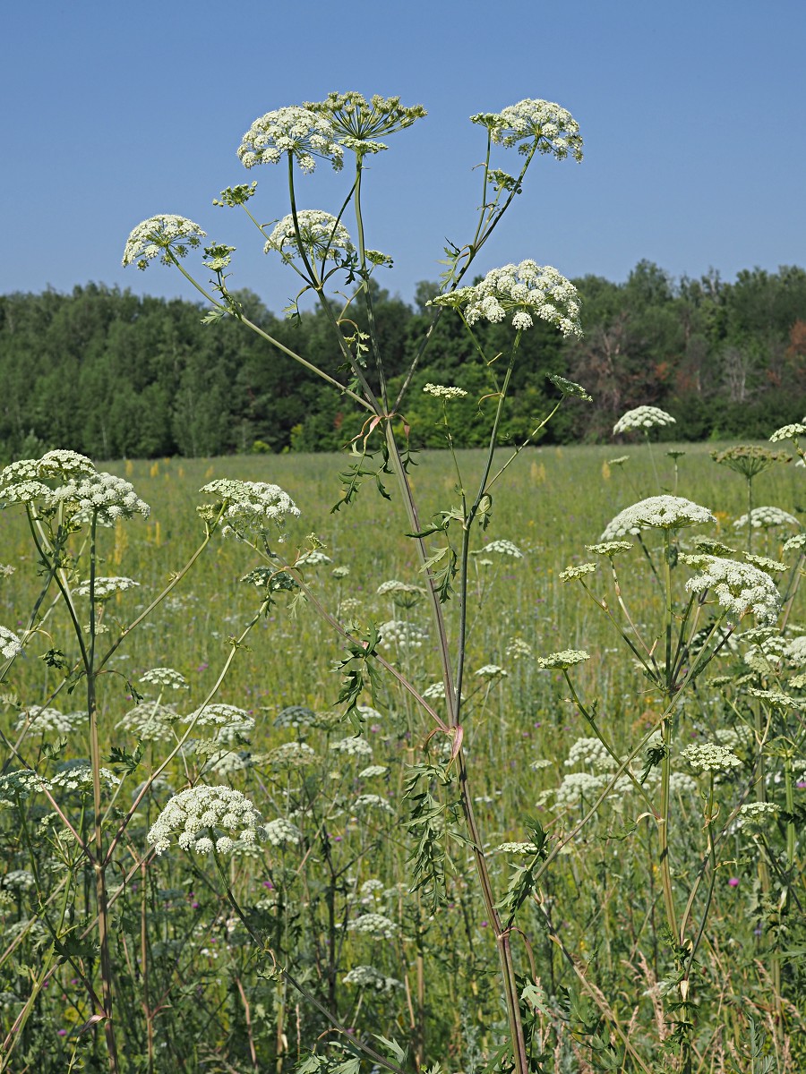 Image of Seseli libanotis specimen.