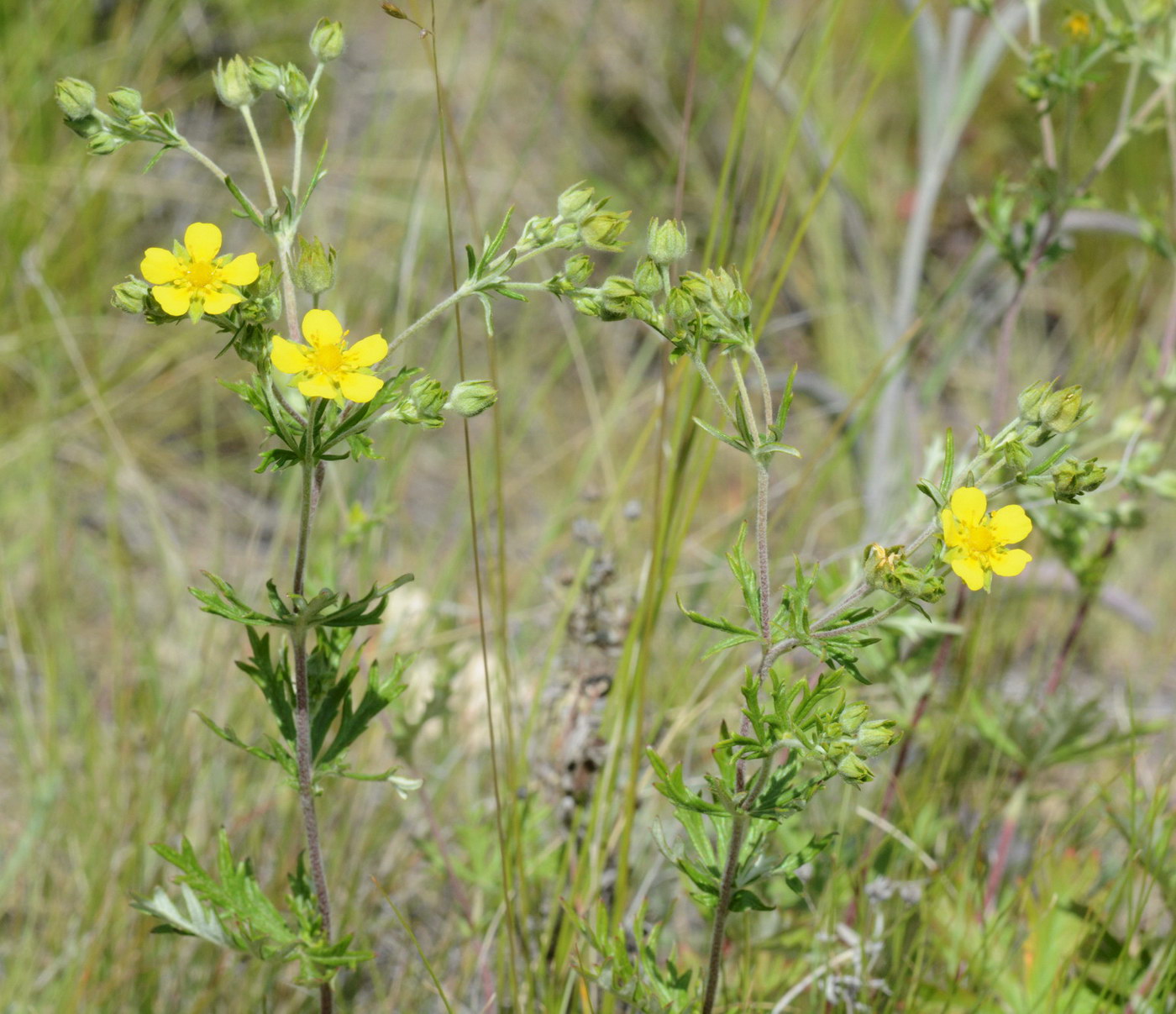 Image of Potentilla impolita specimen.