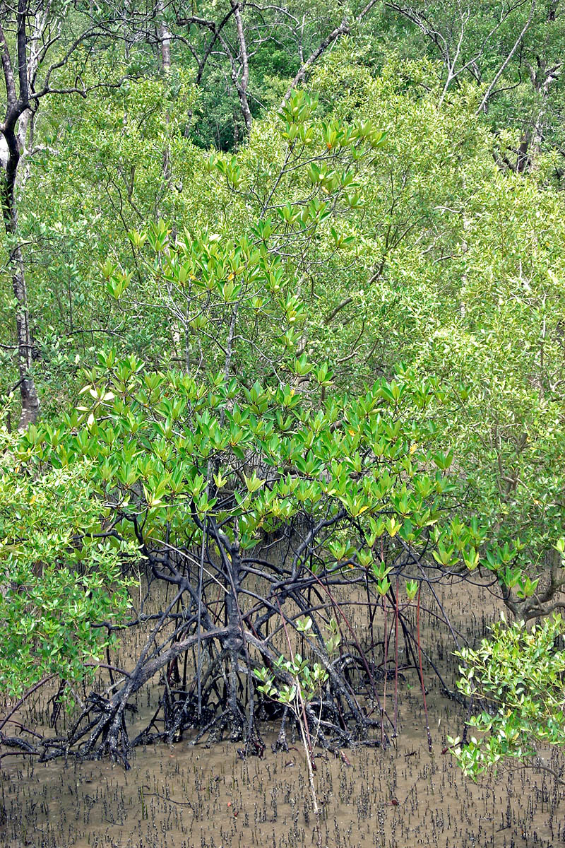 Image of genus Rhizophora specimen.