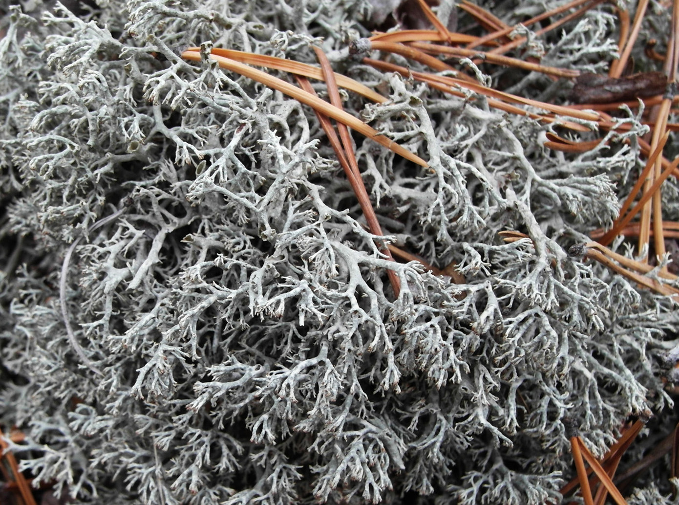 Image of Cladonia arbuscula specimen.