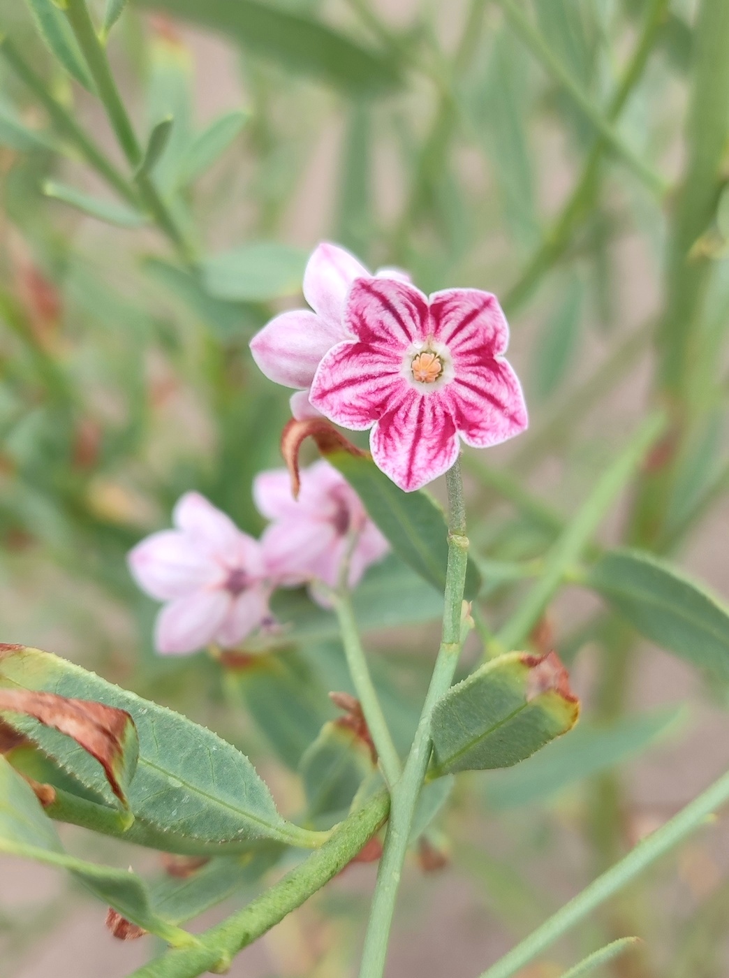 Изображение особи Poacynum pictum.